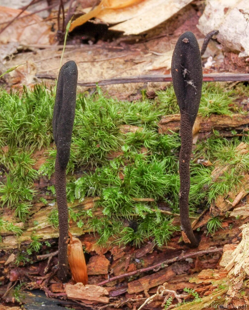 Геоглоссум. Черный гриб. Земляной язык. Геоглоссум сфагнолюбивый. Геоглоссум гладкий.