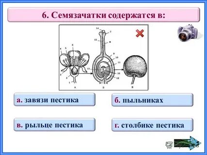 Что содержит завязь цветка