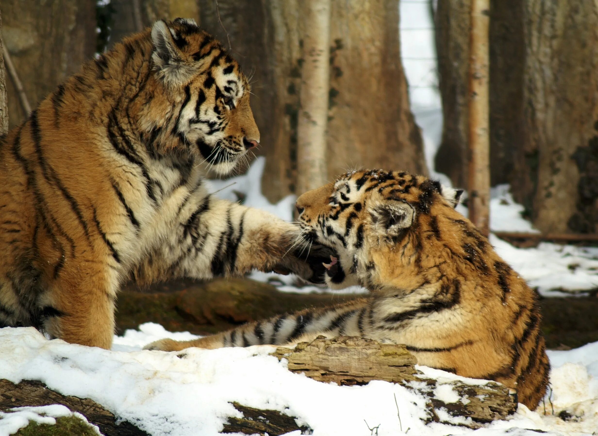 Амурский тигр. Амурский тигр Логово. Амурский тигр фото. Амурский тигр в снегу.