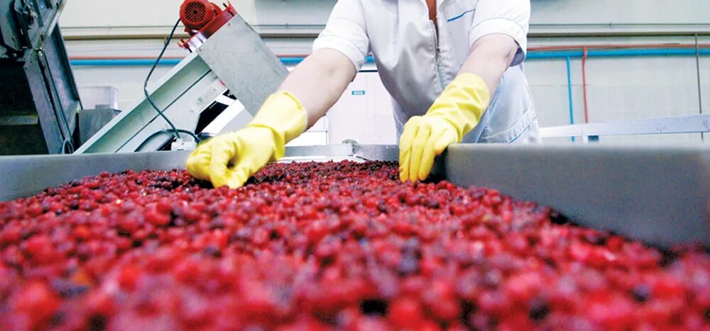 производство ягод. производство ягод. оборудование для заморозки овощей и фруктов. цех переработки овощей. производство ягод.