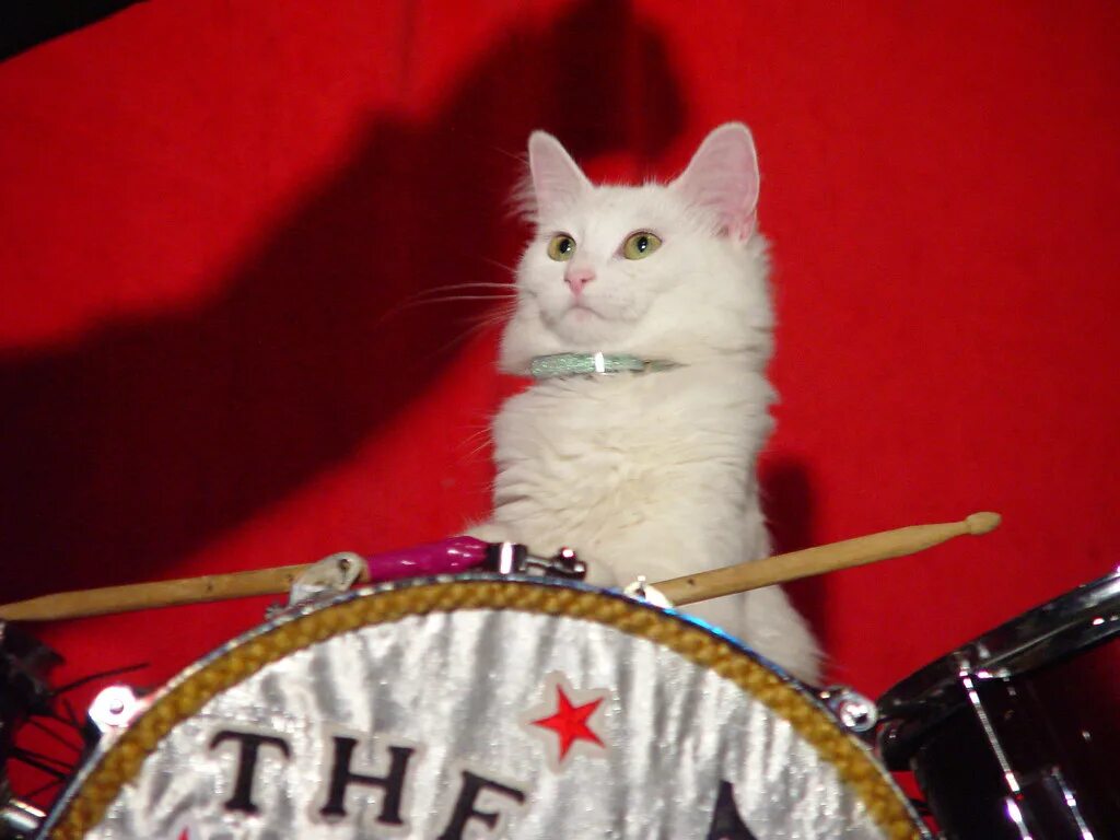 Звуки живых котов. Кот с барабанами. Кошка с барабаном. Кот барабанщик. Коты барабанщики.