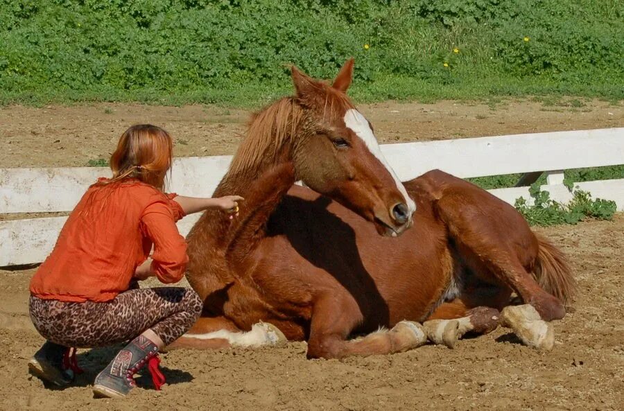 Доверие лошади. Понимающая лошадь. Понимаю лошадь. Лошадку понимаю.