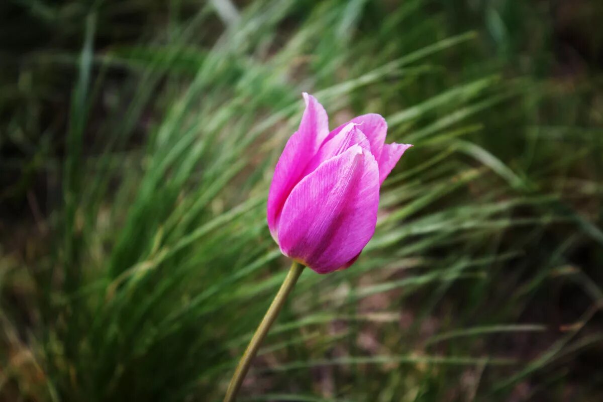 Тюльпаны бузулук. Дикий тюльпан (Tulipa). Тюльпан Шренка. Тюльпан двухцветковый (Tulipa biflora Pall.). Дикий тюльпан Алтайский.