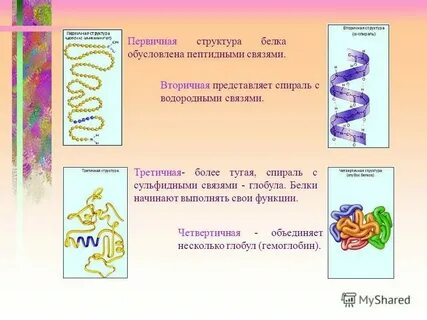 Пептидная связь первичная вторичная