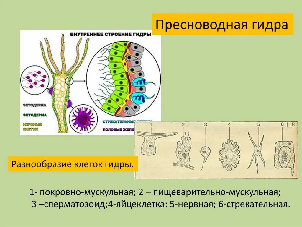 Половые клетки гидры. Яйцеклетка гидры. Клетки гидры пресноводной. Строение яйцеклетки гидры. Деление клетки гидры