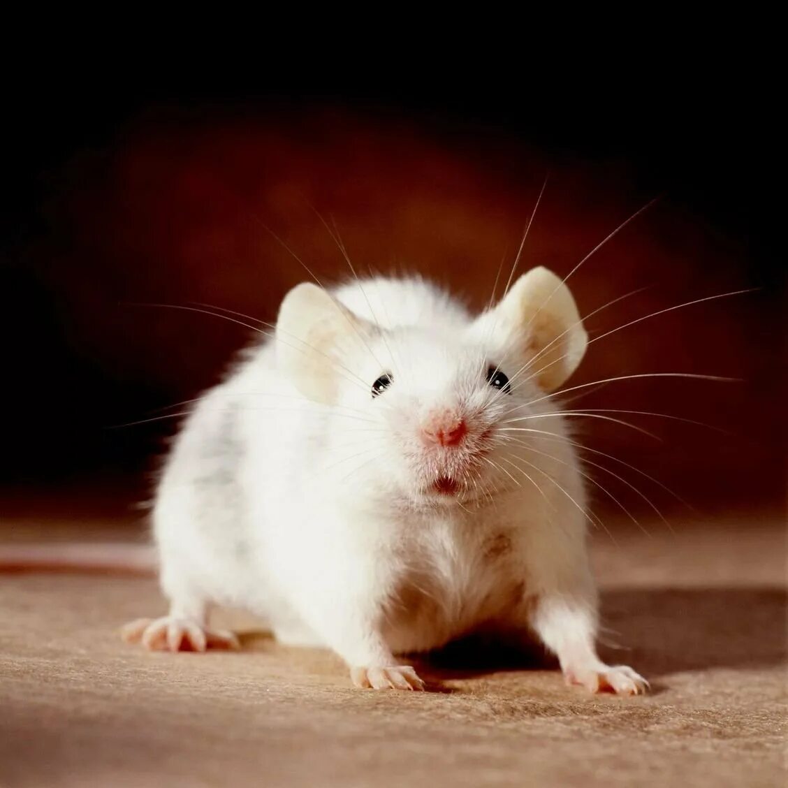 Домашние белые мыши. Крыса Дамбо альбинос. Крыса Манкс. Декоративная крыса альбинос. Декоративная крыса Дамбо.