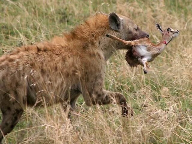 сильвербэк горилла. львица рычит на льва. павиан бабуин. самка гоняет самца. самка гоняет самца.