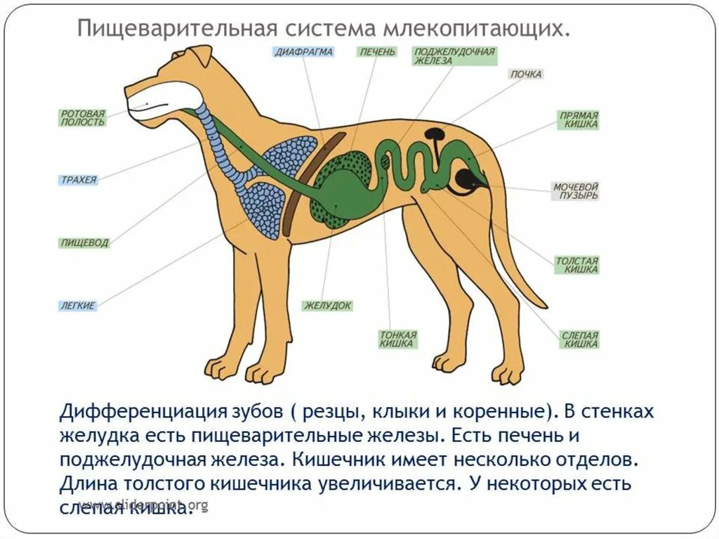 Наиболее развитые резцы можно обнаружить у млекопитающих. Пищеварительная система млекопитающих 7 класс биология. Эволюция пищеварительной системы млекопитающих. Строение дыхательной системы млекопитающих 7 класс. Внутреннее строение млекопитающих выделительная система.