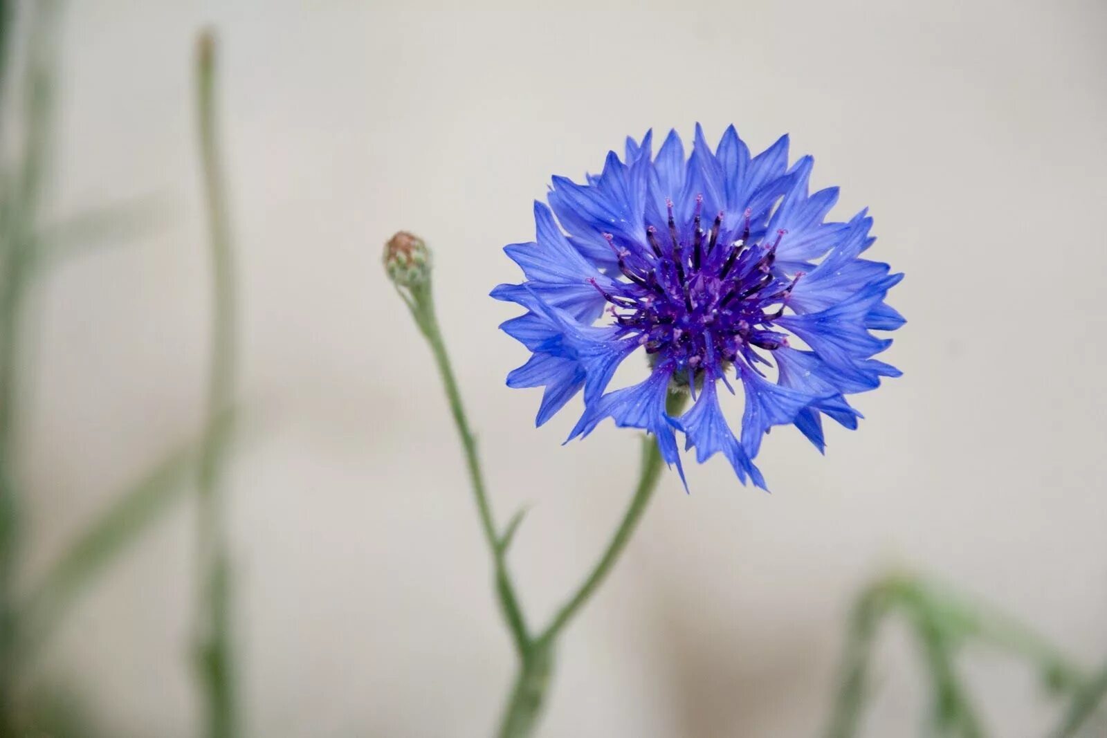 Василек цветы. Василёк синий. Василек синий (Centaurea cyanus). Василек полевой.