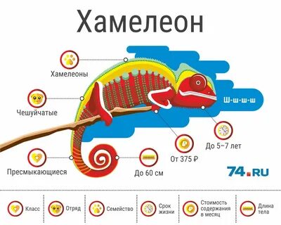 Строение хамелеона