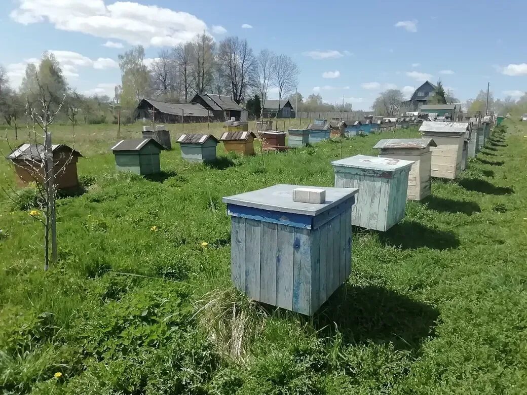 Соседские пчелы. Десять пчел.