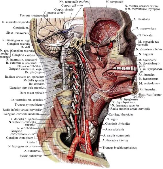 тройничный нерв. вены и артерии на черепе анатомия. нервы лица анатомия. нервы шеи и головы сзади. нервная система человека анатомия череп.