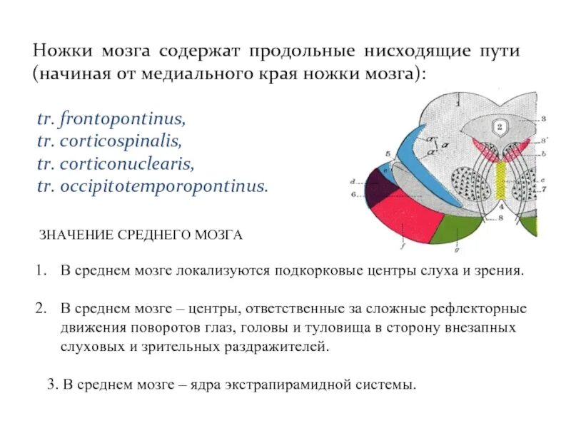 Все проходит через мозг. Ножки мозга. Ножки среднего мозга. Основание ножек среднего мозга. Нисходящие пути ножек среднего мозга.