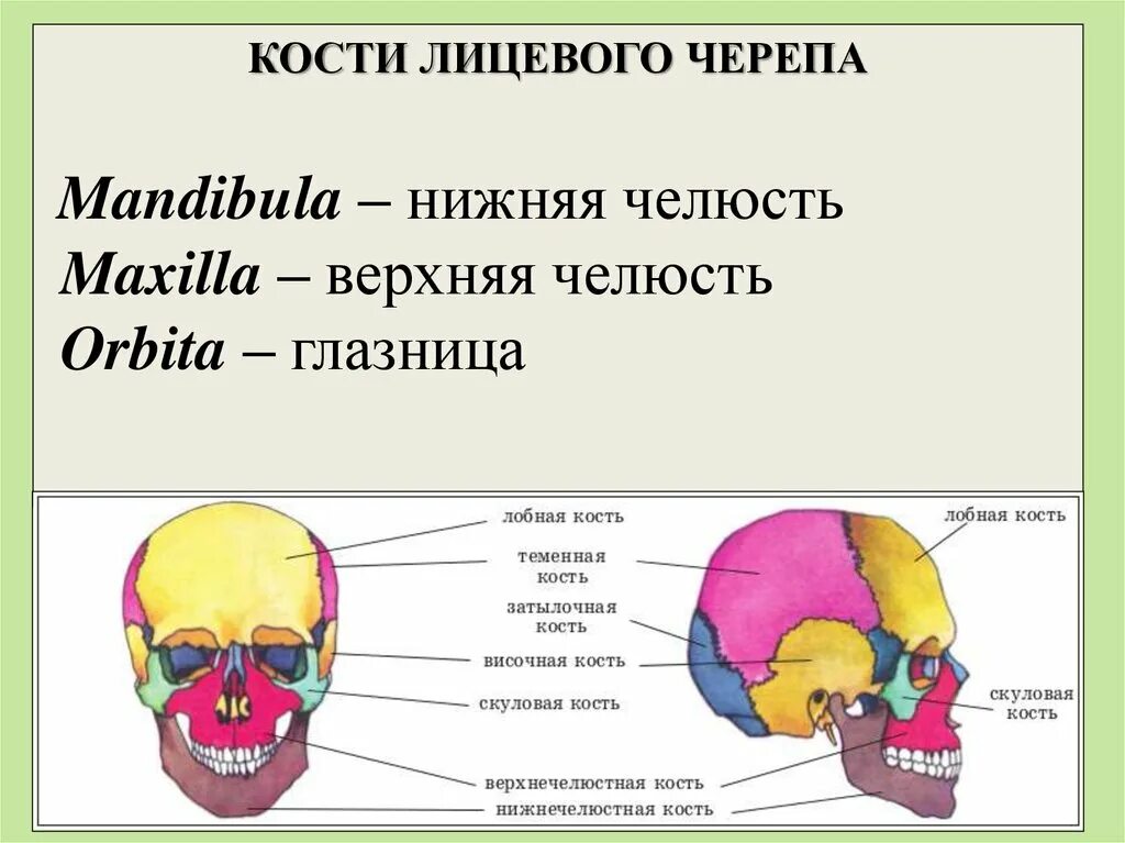 Парным костям черепа являются. Перечислите кости лицевого отдела черепа. Парные кости лицевого отдела черепа. Лицевой отдел черепа анатомия. Лицевая кость черепа.