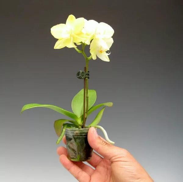 Fabuleuses orchidées in 2023 Orchid plants, Oncidium orchids, Growing orchids