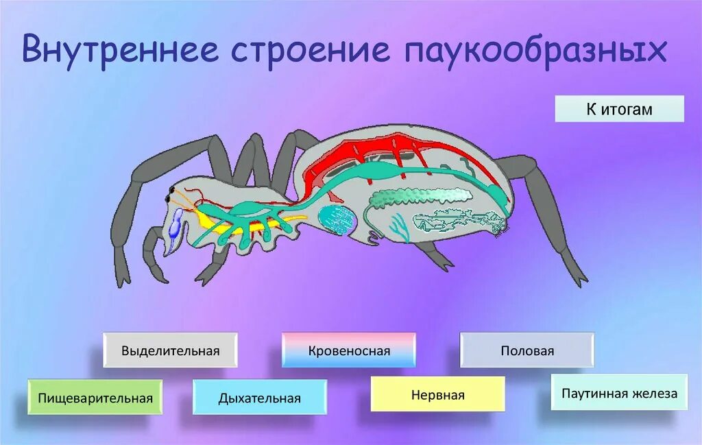 Признаки паукообразных животных. Пищеварительная и выделительная система паукообразных. Нервная система паукообразных 7 класс биология. Пищеварительная система паукообразных 7 класс. Тип Членистоногие класс паукообразные строение.