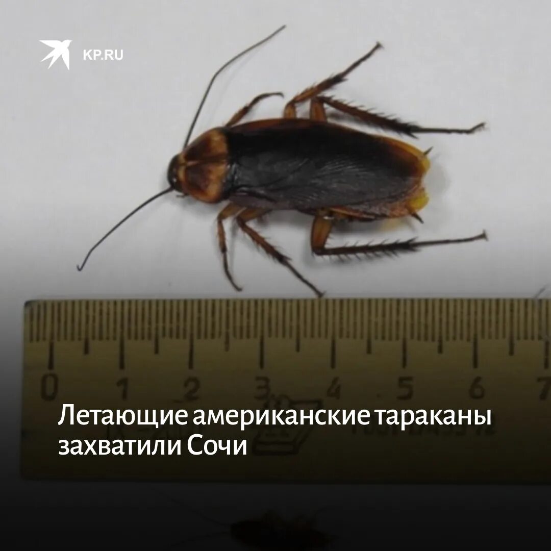 Летающие тараканы в израиле. Сочинские тараканы. Таракан pycnoscelus nigra. Прусак альбинос. Blatta orientalis таракан.