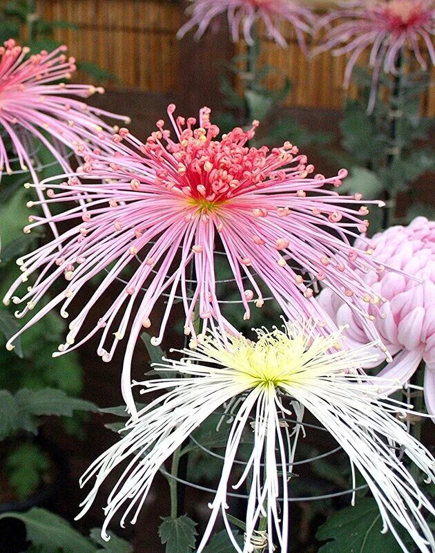 Цветок расцветает раз в год. Sabia цветок. Растение Сабия японская. Цветок цветет махровыми палками. Цветок который цветет 1 раз в 40 лет.