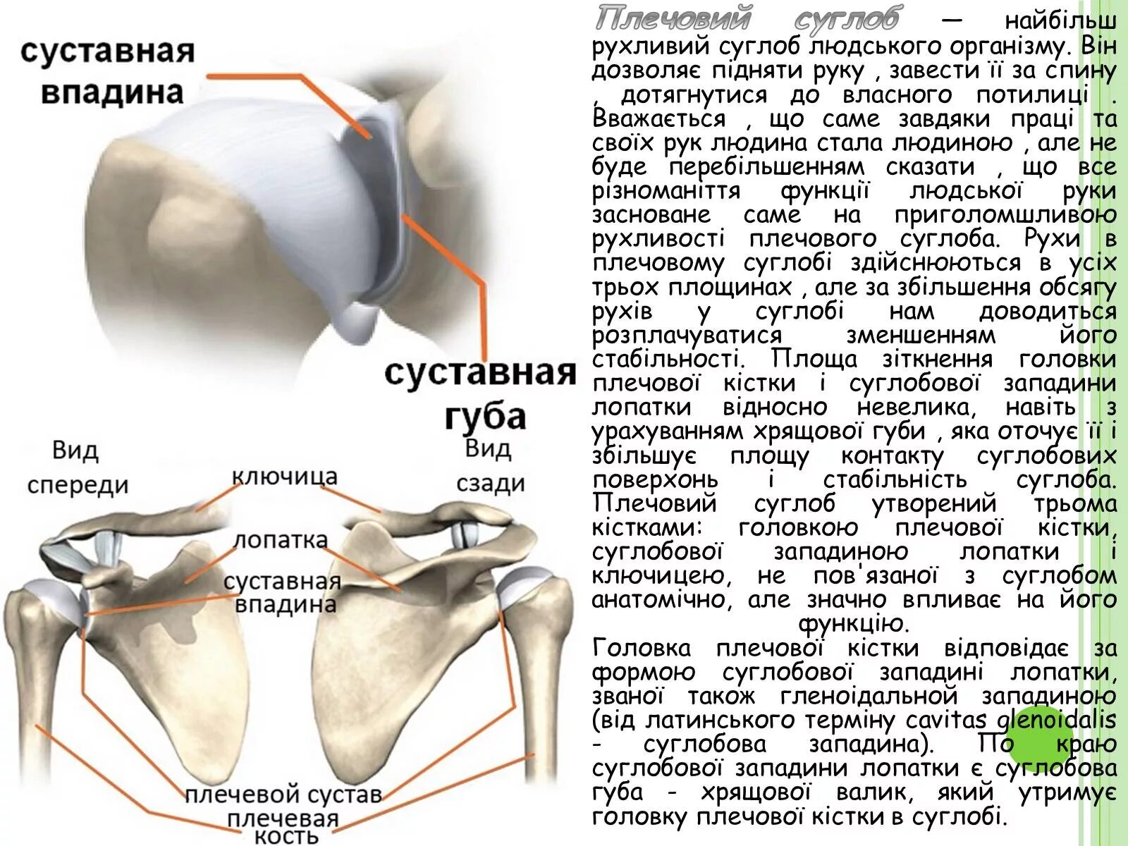 Плечевая губа суставная разрыв. Губа гленоида плечевого сустава. Суставная губа гленоида плечевого сустава. Повреждение суставной губы гленоида. Повреждение гленоида плечевого сустава.