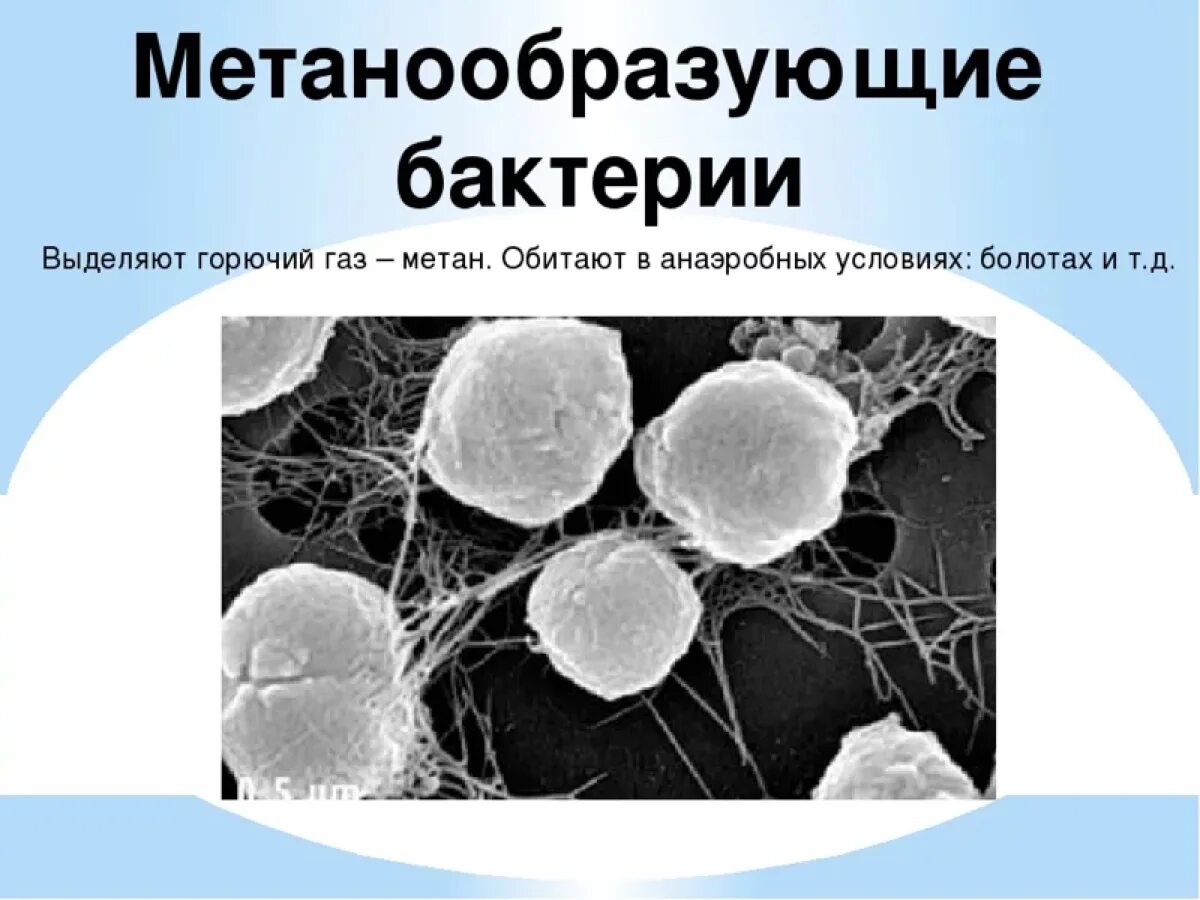 Бактерии выделяют метан. Метанообразующие археи. Метанообразующие бактерии. Микроорганизмы метаногены. Метанобразующие археи и бактерии.