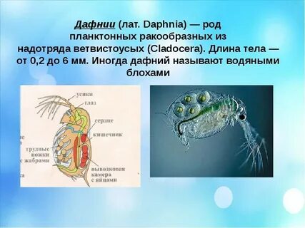 Значение дафнии в жизни человека