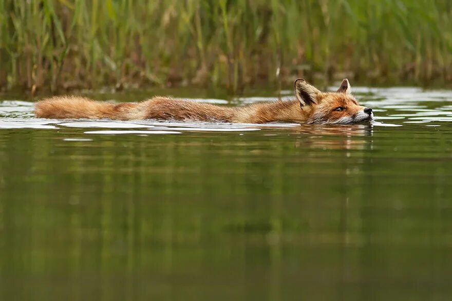 Лиса плавает. Лиса купается. Лиса в воде. Лиса у реки. Forum fox