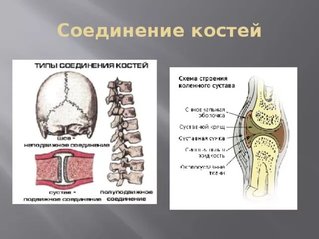 Функции соединения костей. Типы соединения костей. Схема соединения костей. Типы соединения костей схема. Строение состав и соединение костей.