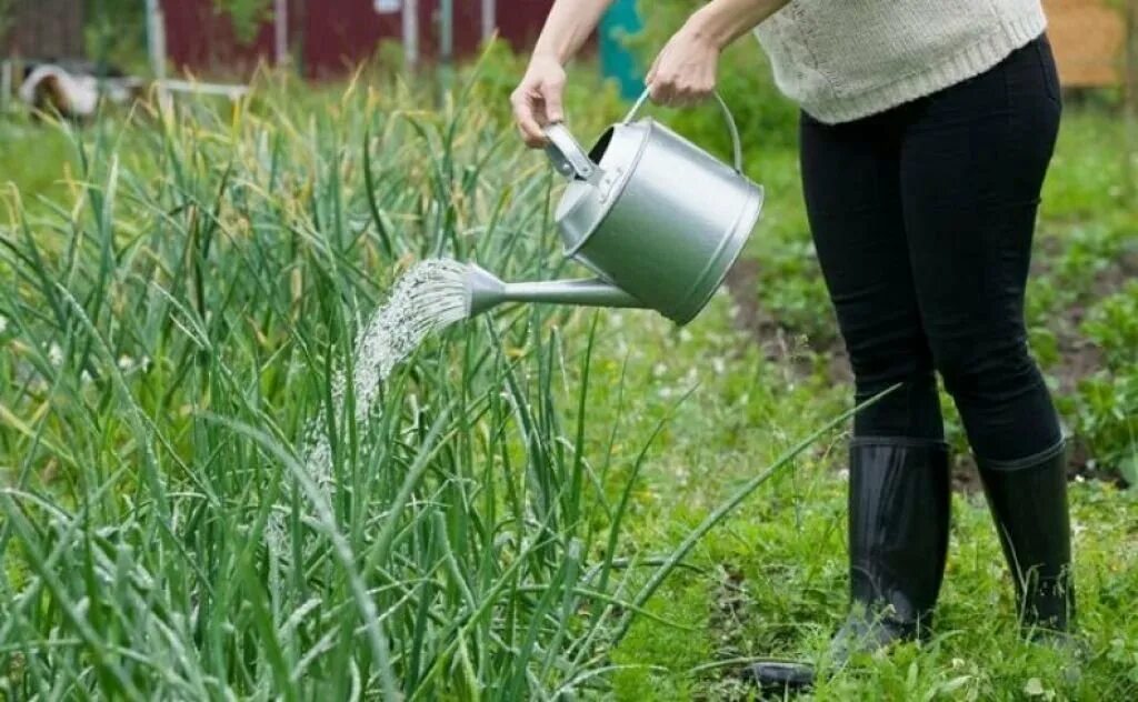 Полить соленой водой