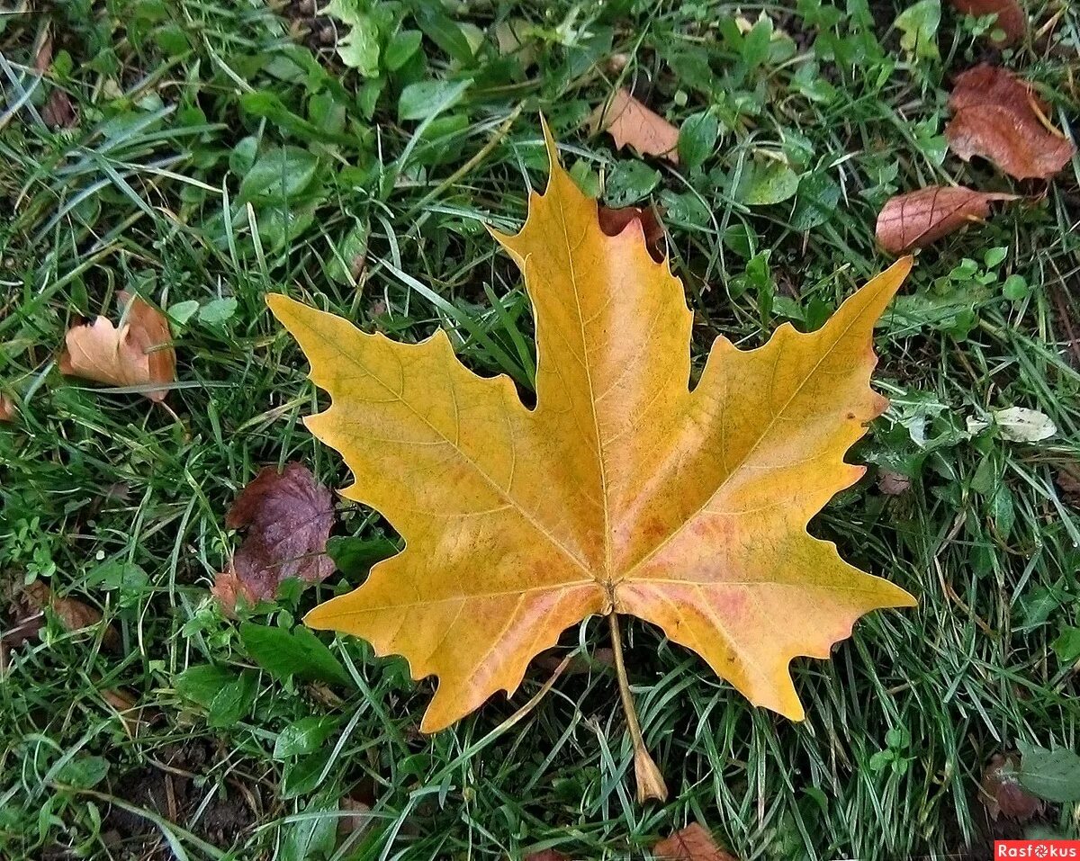Листья кленов похожие на лапы резко. Кленовый лист. Листик клена. Осень листья. Осенние листья клена.