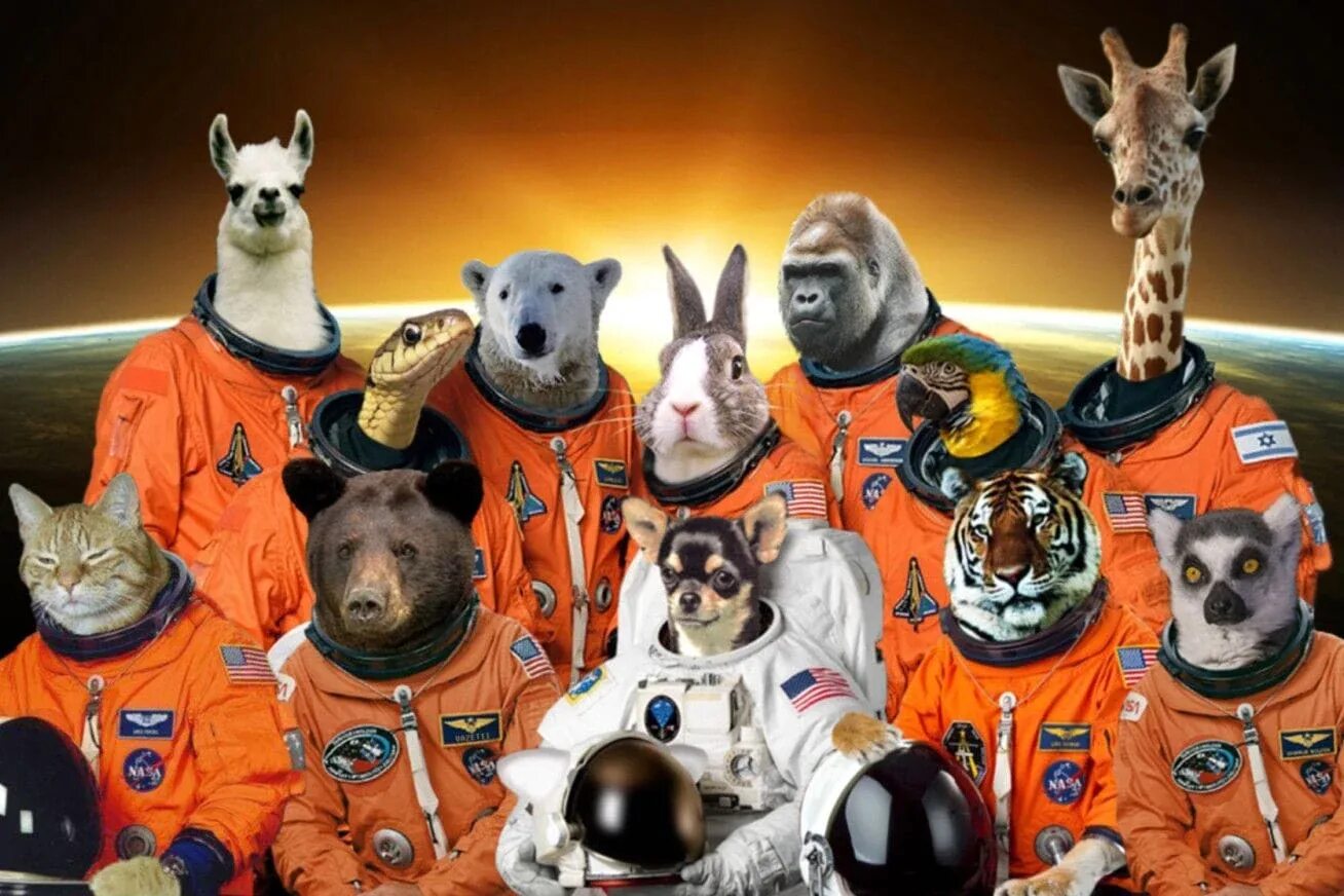 Space animals. Животные в космосе. Животные космонавты. Первые животные в космосе. Первые космонавты животные.