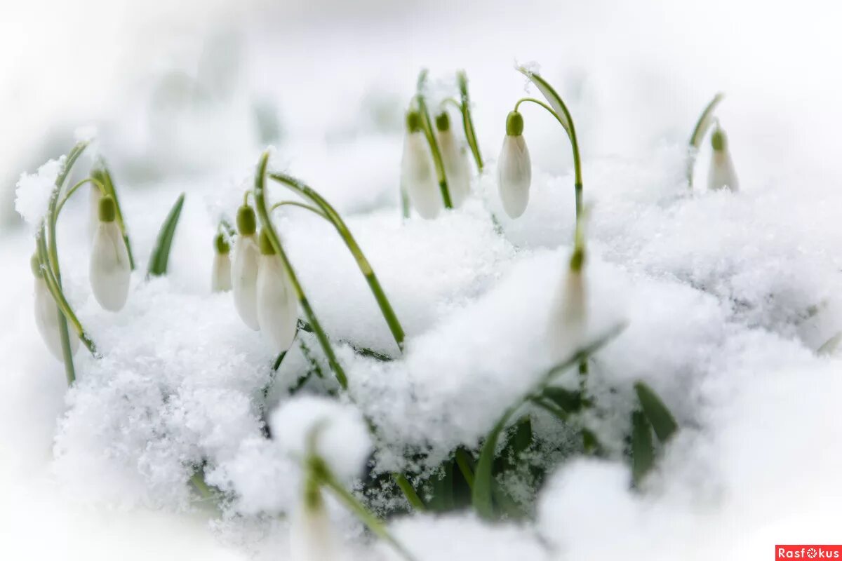 Цветы из под снега. Весенние цветы в снегу. Подснежники под снегом. Снежок подснежник