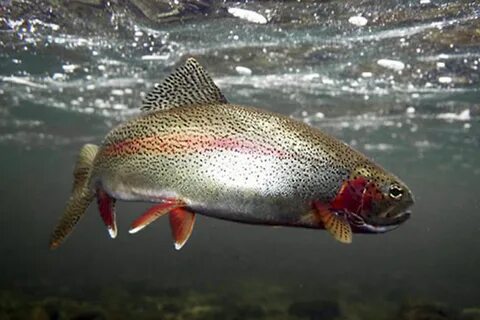 Fish videos