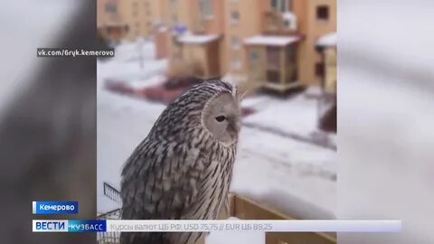 Филин кемерово
