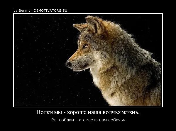 Волчья жизнь 3. Жизнь волка. бирюк волк. волк должен быть голодным. волки мы хороша наша волчья жизнь вы собаки и смерть вам.