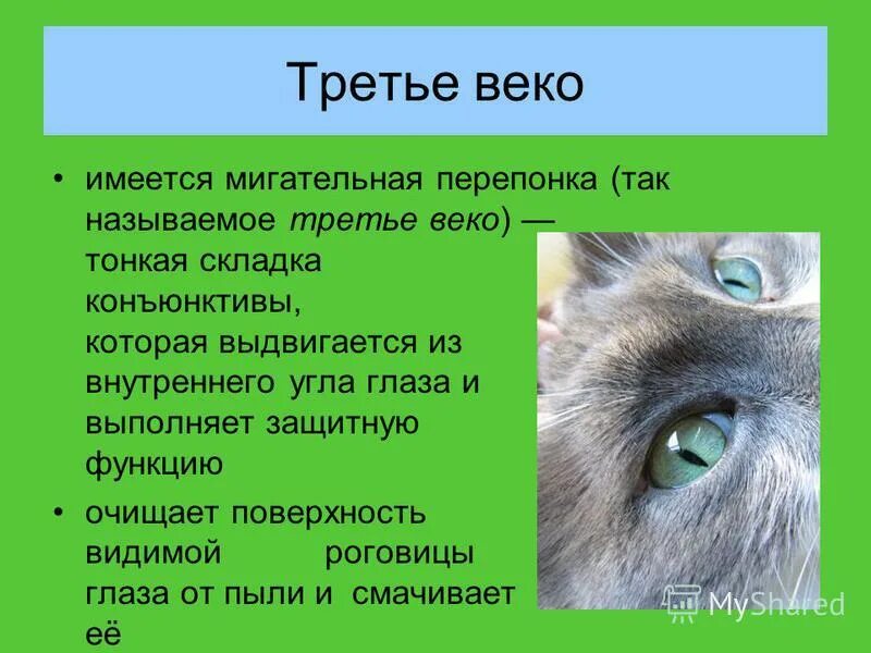 Быть во веки почему. Мигательная перепонка (третье веко). Мигательная перепонка у кошек.