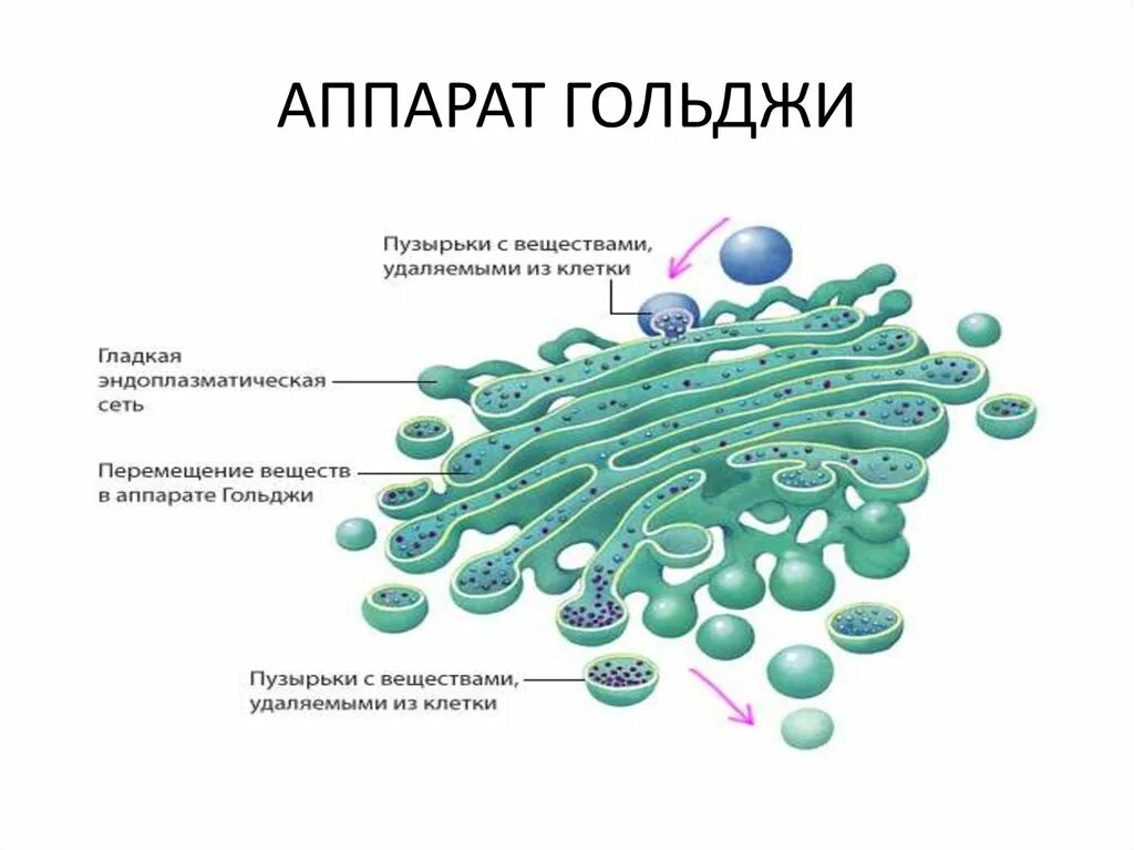 Формирование каких клеточных органоидов участвует аппарат гольджи. Аппарат Гольджи у растительной клетки строение. Структура клетки комплекс Гольджи. Комплекс аппарат Гольджи строение и функции.
