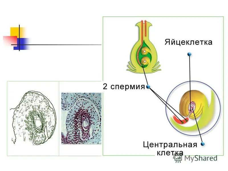 Какая наука изучает оплодотворение растений