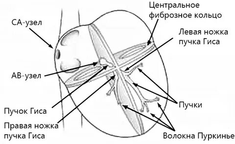 Правая ножка пучка гиса у ребенка