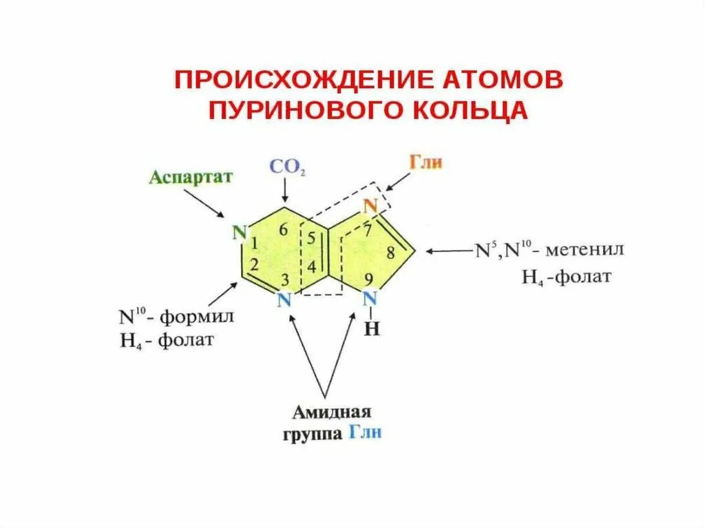 Схема метаболизма пуриновых нуклеотидов. Синтез пуринового кольца. Метаболизм пуриновых нуклеотидов биохимия. Источники синтеза пуриновых нуклеотидов. Нуклеотид вируса