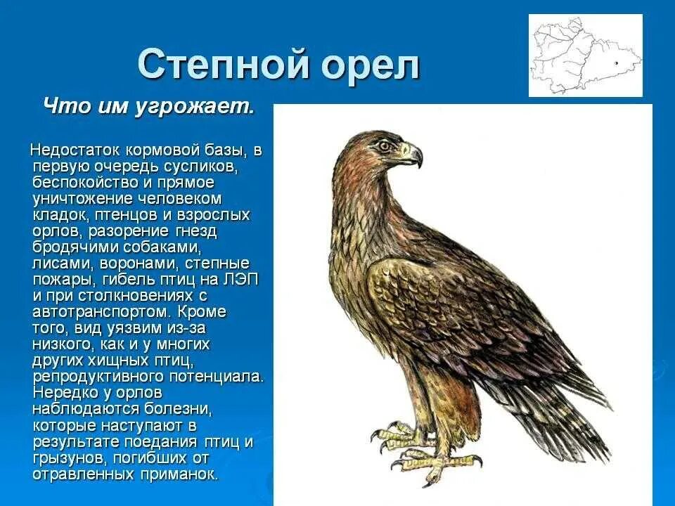 Орел птица сообщение. Степной Орел 4 класс. Степной орёл доклад 4 класс. Степной Орел красная книга краткое. Степной Орел в красной книге России.