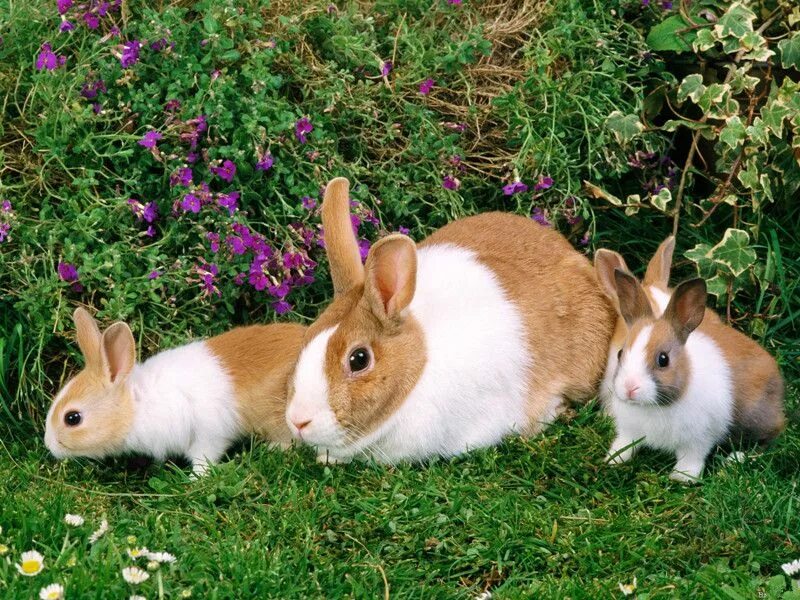 15 Fakten über Kaninchendie du bestimmt noch nicht kanntest Kaninchen, Haustiere