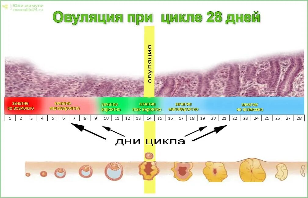 Можно ли забеременеть не во время овуляции. Цикл ПМС овуляции и месячных. Выделение РО дням цикл. Вылклкния АО дням цикла. Овуляция симптомы.