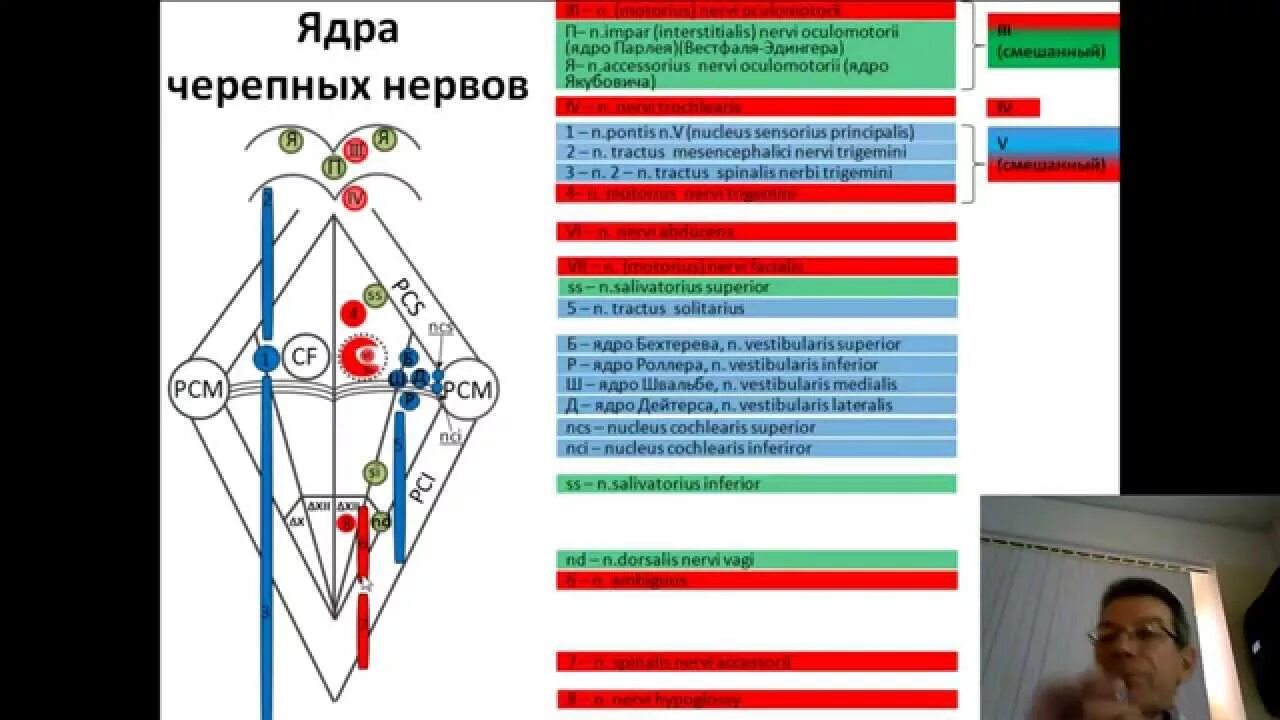 Проекция ядер черепных нервов. Ромбовидная ямка проекция ядер черепных нервов изранов. проекция ядер на ромбовидную ямку. проекция ядер на ромбовидную ямку схема. ромбовидная ямка анатомия ядра.