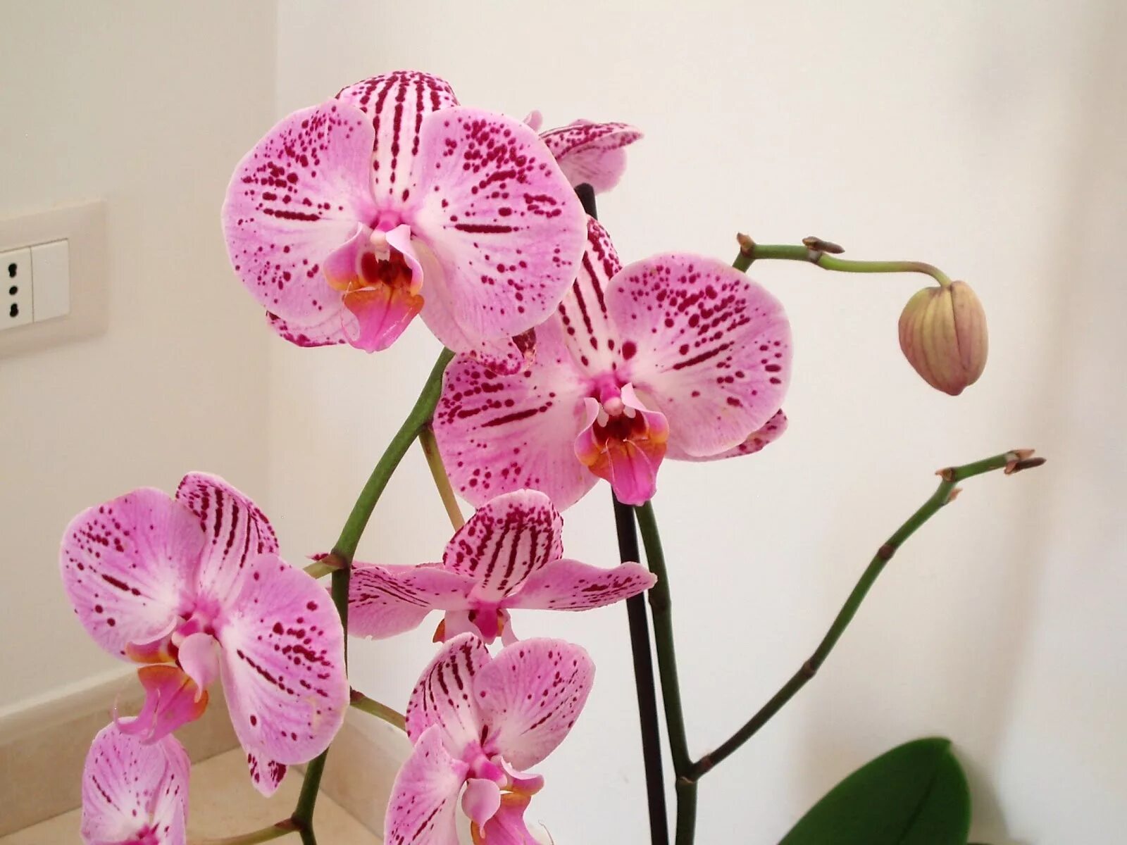 Орхидея Stardust фаленопсис. Орхидея фаленопсис Бинго. Орхидея в домашних условиях. Орхидея розовая в горшке.