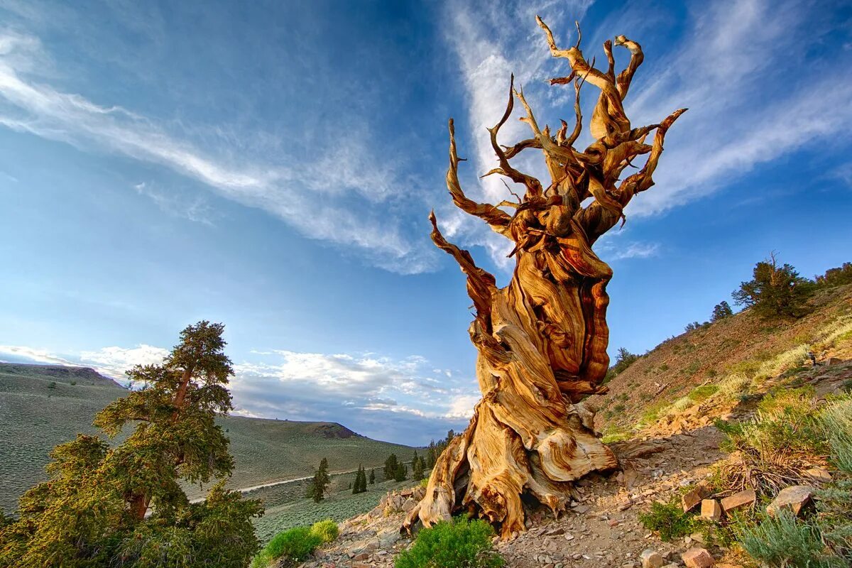 It is old tree