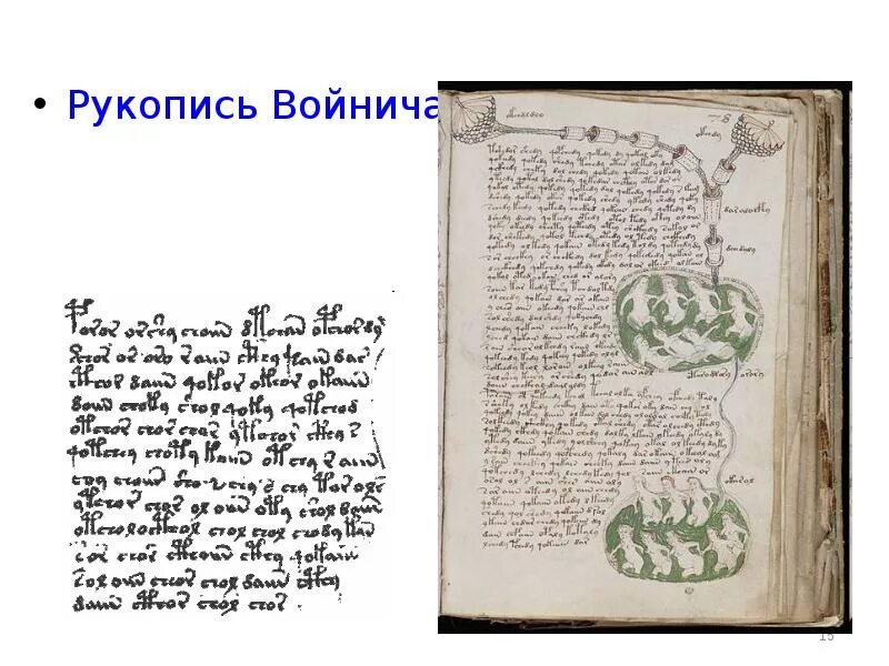 Манускрипт войнича расшифрован. Манускрипт войнича расшифровка.