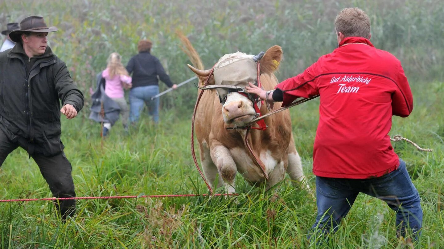 Ковбой родео. Поймай быка. Поймай быка. Поймай быка. Поймай быка.