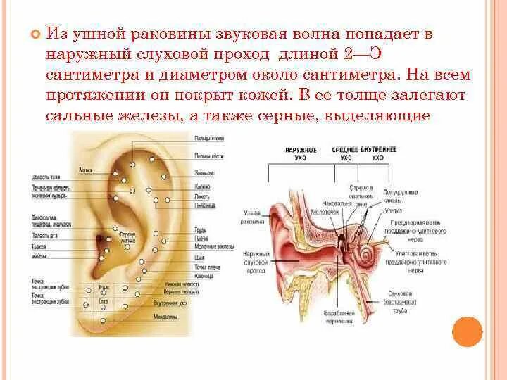 Функциональная значимость ушной раковины. Акустическое строение ушной раковины. Ушная раковина и наружный слуховой проход.