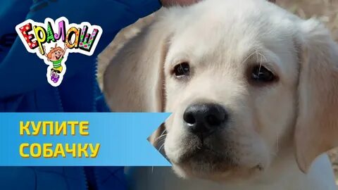 Включи купите песика