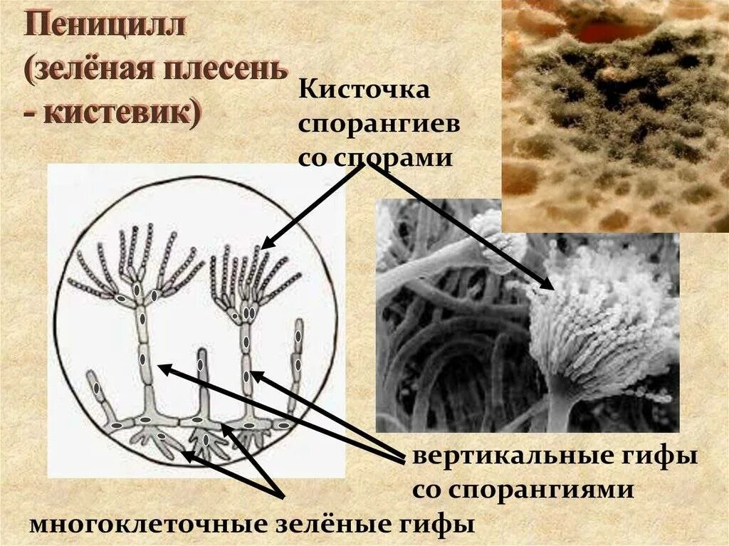 Гриб пеницилл строение. Строение плесневого гриба пеницилла. Мицелий грибов пеницилл. Плесневые грибы пеницилл. Пеницилл группа организмов